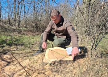 На Миколаївщині виявлено незаконну вирубку 58 дерев у лісосмузі (ФОТО, ВІДЕО)