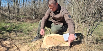 На Миколаївщині виявлено незаконну вирубку 58 дерев у лісосмузі (ФОТО, ВІДЕО)