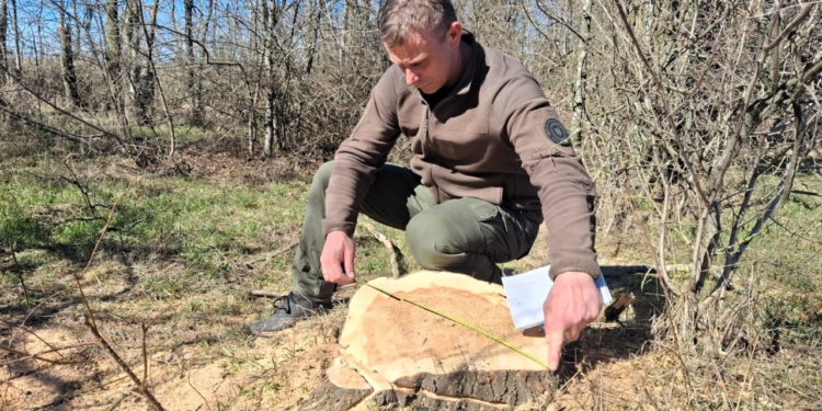 На Миколаївщині виявлено незаконну вирубку 58 дерев у лісосмузі (ФОТО, ВІДЕО)