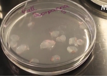 Вчені в Іспанії розробили штучну рогівку ока з риб’ячої луски (ВІДЕО)