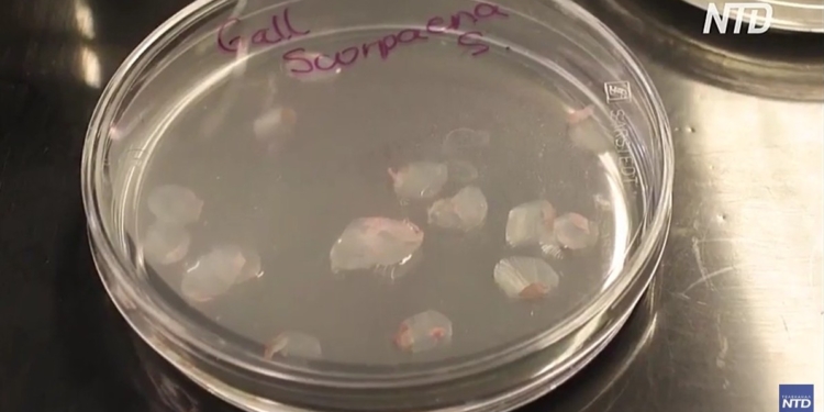 Вчені в Іспанії розробили штучну рогівку ока з риб’ячої луски (ВІДЕО)