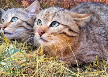 П’ятеро червонокнижних лісових котів, яких врятували від загибелі, оселилися в Нацпарку на Одещині (ВІДЕО)