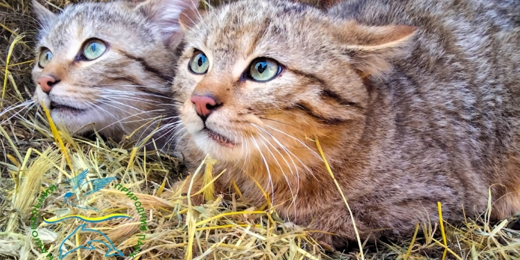 П’ятеро червонокнижних лісових котів, яких врятували від загибелі, оселилися в Нацпарку на Одещині (ВІДЕО)