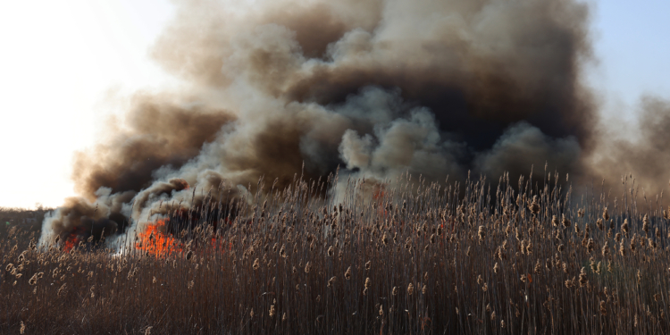 Чотири пасажирські автобуси та гектари очерету – що гасили протягом доби на Миколаївщині (ФОТО)