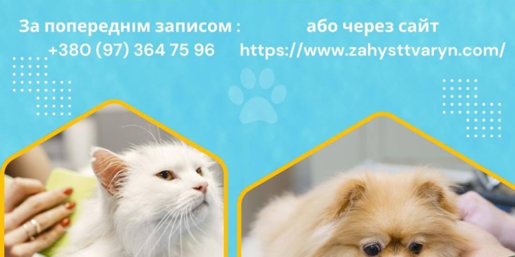 У Миколаєві відновлюється робота пункту чіпування, реєстрації та вакцинації тварин від «Центру захисту тварин»