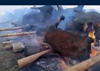 У Сибіру масово знищують домашню худобу нібито через хворобу. Підозрюють витік біологічної зброї (ВІДЕО)