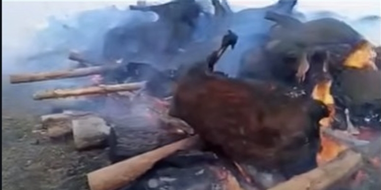 У Сибіру масово знищують домашню худобу нібито через хворобу. Підозрюють витік біологічної зброї (ВІДЕО)