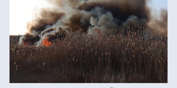 Пожежа очерету в мікрорайоні Аляуди м.Миколаєва: збитки перевищили 4,4 млн грн