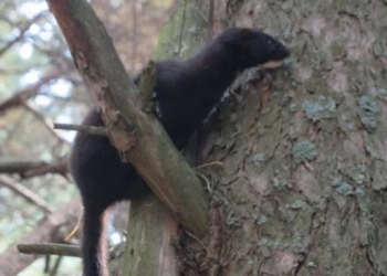В Україні американська норка витісняє європейську. Звідки вона взялася, і неймовірна причина домінування