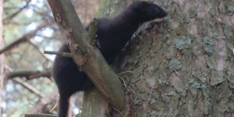 В Україні американська норка витісняє європейську. Звідки вона взялася, і неймовірна причина домінування