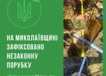 Поблизу Миколаєва зафіксували факт незаконної порубки дерев у лісополосі – збитки склали понад 77 тис.грн.