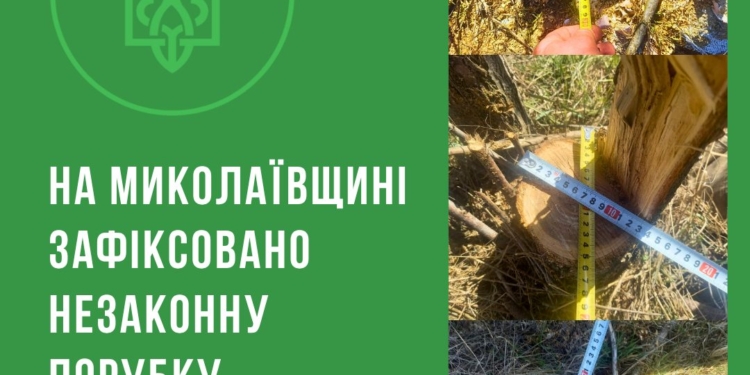 Поблизу Миколаєва зафіксували факт незаконної порубки дерев у лісополосі – збитки склали понад 77 тис.грн.