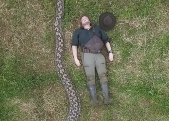 В Індонезії зафіксували найдовшу змію у світі – її довжина більше 7 метрів (ВІДЕО)