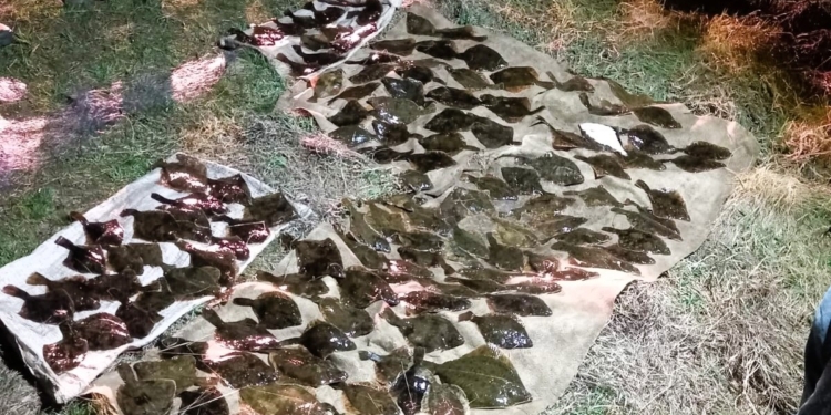 На Миколаївщині затримали браконьєра, який завдав збитків незаконним виловом глосиків на понад 234 тис.грн. (ФОТО)