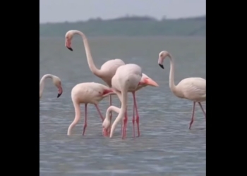 В Україну повернулися рожеві фламінго (ВІДЕО)