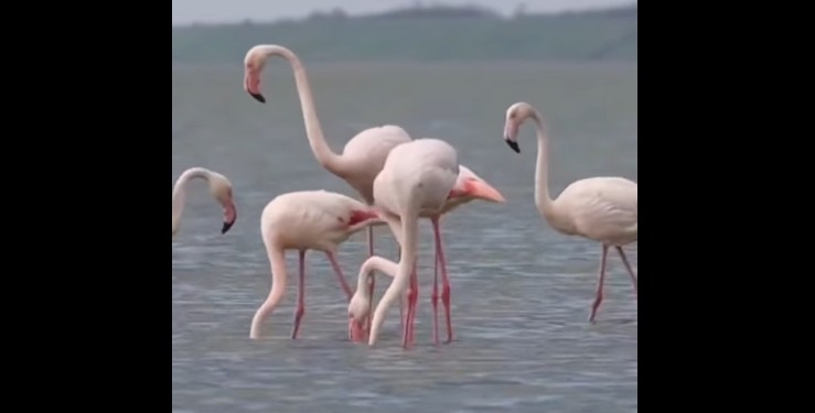 В Україну повернулися рожеві фламінго (ВІДЕО)