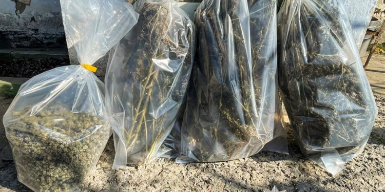 У Миколаєві затримали пару наркоторговців – у них вилучили 7 кг канабісу і не тільки (ФОТО)