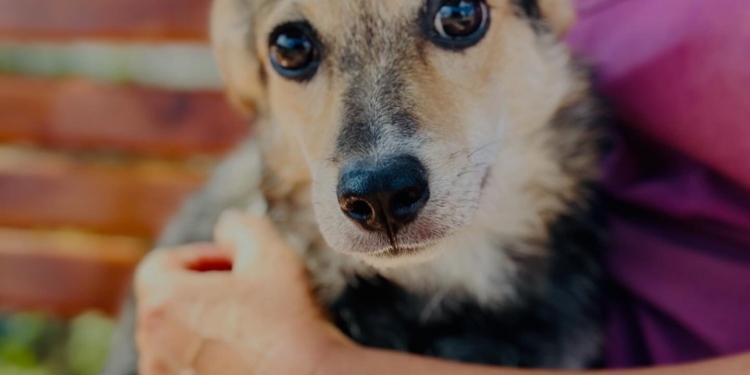 Не купуйте – рятуйте! Завтра у Миколаєві – виставка-прилаштування песиків і котиків з КП «Центр захисту тварин» (ФОТО)