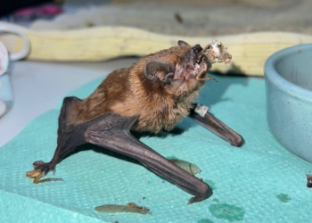 Одразу 900 кажанів зимували в обшивці балкону у Харкові – їм стало затісно, і вони почали пориватися всередину (ФОТО, ВІДЕО)