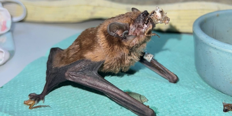 Одразу 900 кажанів зимували в обшивці балкону у Харкові – їм стало затісно, і вони почали пориватися всередину (ФОТО, ВІДЕО)