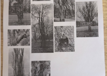 У Миколаєві на Флотському бульварі знесуть майже 100-річні тополі (ДОКУМЕНТ)