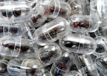 У Кенії затримали китайця, який намагався вивезти понад дві тис. мурах