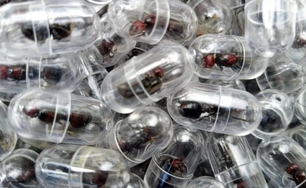 У Кенії затримали китайця, який намагався вивезти понад дві тис. мурах