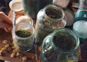 На Миколаївщині у чоловіка вилучили понад 1 кг канабісу (ФОТО)