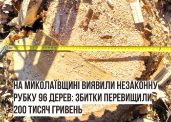 На Миколаївщині виявили незаконну рубку 96 дерев: збитки перевищили 200 тисяч гривень