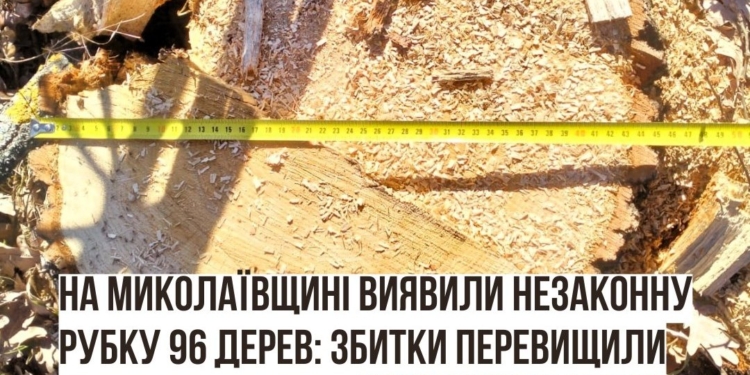 На Миколаївщині виявили незаконну рубку 96 дерев: збитки перевищили 200 тисяч гривень