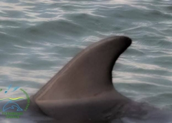 У берегів НПП «Тузлівські лимани» на Одещині після зимівлі з’явилися перші дельфіни (ФОТО)