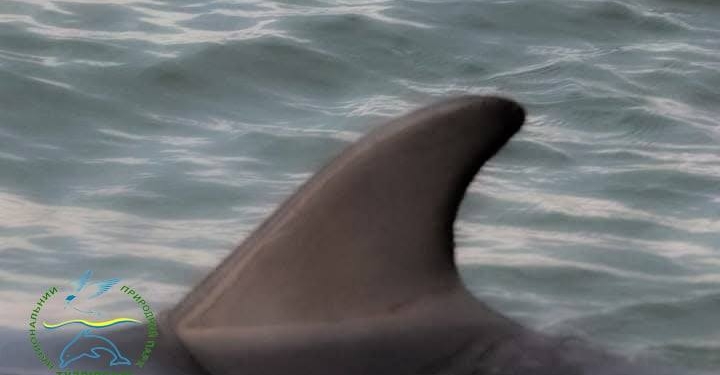 У берегів НПП «Тузлівські лимани» на Одещині після зимівлі з’явилися перші дельфіни (ФОТО)