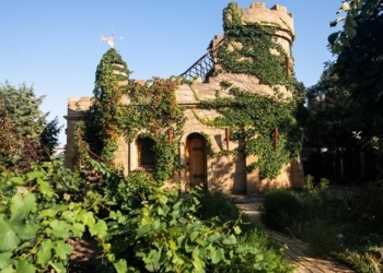 На Миколаївщині вирощують експериментальний виноградник з рідкісними сортами