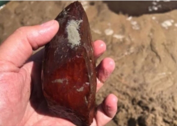 На Рівненщині злочинці під виглядом геологів незаконно видобували бурштин – накопали на 354 млн грн (ФОТО)