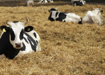 Європа здогадалася, що у Сибіру спалюють худобу через ящур, а ще із РФ завезли скажену собаку
