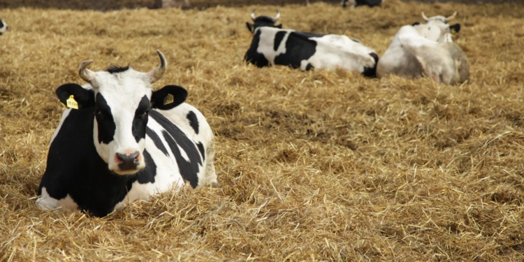 Європа здогадалася, що у Сибіру спалюють худобу через ящур, а ще із РФ завезли скажену собаку