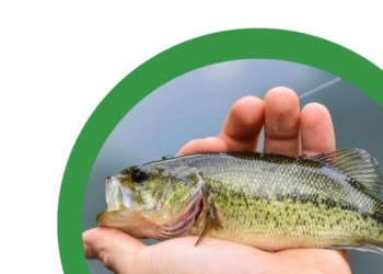 Сьогодні на Миколаївщині починається нерестове перемир’я – ловити нікого не можна