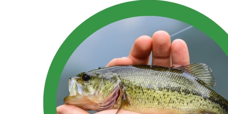 Сьогодні на Миколаївщині починається нерестове перемир’я – ловити нікого не можна