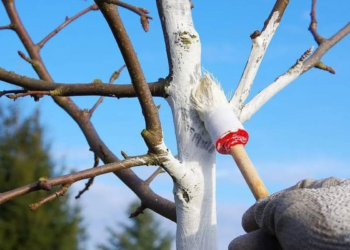 Наші діди щось знали. Чому не варто відмовлятися від побілки дерев