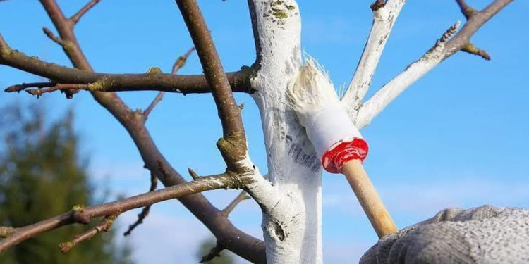 Наші діди щось знали. Чому не варто відмовлятися від побілки дерев