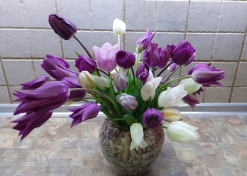 Кілька секретів, щоб тюльпани стояли довше