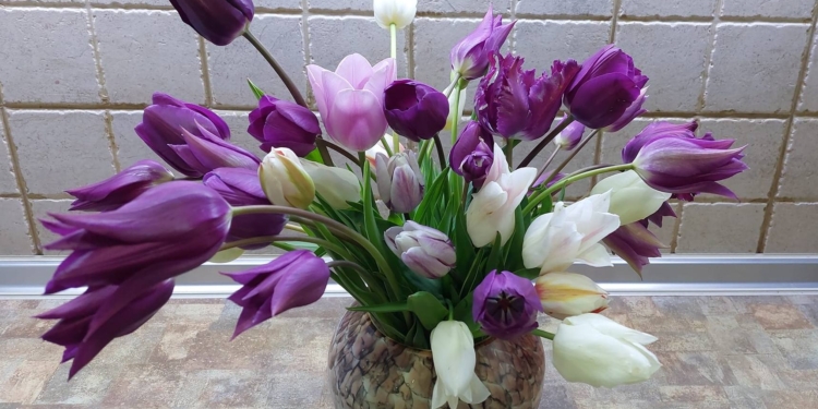 Кілька секретів, щоб тюльпани стояли довше