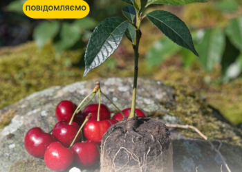 Садок вишневий цвістиме і навколо європейських хат – Єврокомісія дозволила Україні продаж саджанців