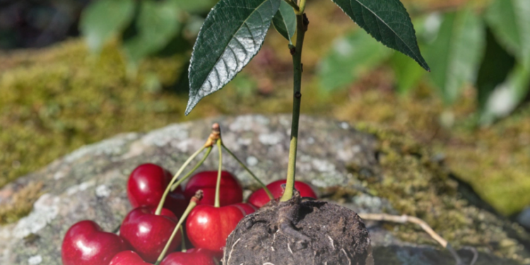 Садок вишневий цвістиме і навколо європейських хат – Єврокомісія дозволила Україні продаж саджанців
