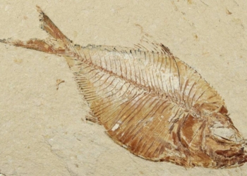 У Португалії знайшли рідкісну скам’янілість тунця – він плавав у тих водах 20 мільйонів років тому