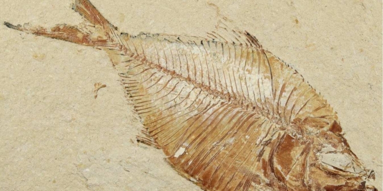 У Португалії знайшли рідкісну скам’янілість тунця – він плавав у тих водах 20 мільйонів років тому