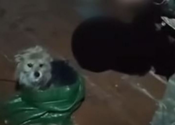 Українські воїни евакуювали кота і собаку дроном – вони пролетіли 12 км (ВІДЕО)