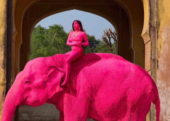 Росіянка захотіла фотосесію з рожевим слоном – слониху пофарбували, вона померла (ФОТО, ВІДЕО)