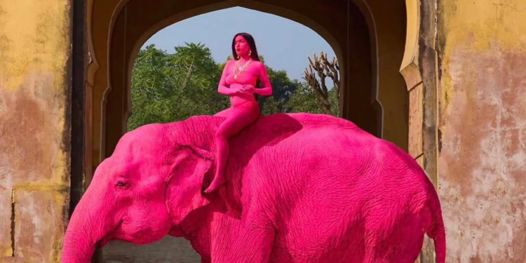 Росіянка захотіла фотосесію з рожевим слоном – слониху пофарбували, вона померла (ФОТО, ВІДЕО)