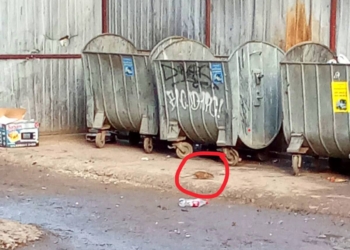 Горезвісний довгобуд на 3-й Слобідський у Миколаєві став розсадником щурів – мешканці навколишніх багатоповерхівок побоюються, що ті підуть в їхні квартири (ВІДЕО)